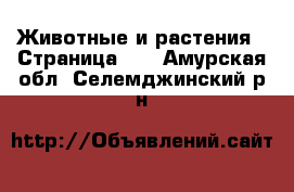  Животные и растения - Страница 23 . Амурская обл.,Селемджинский р-н